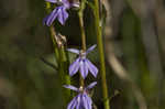 Downy Lobelia